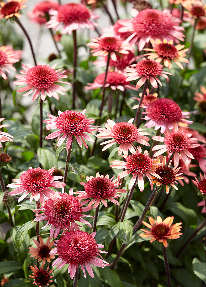 Jeżówka 'Raspberry Truffle' - obrazek 5