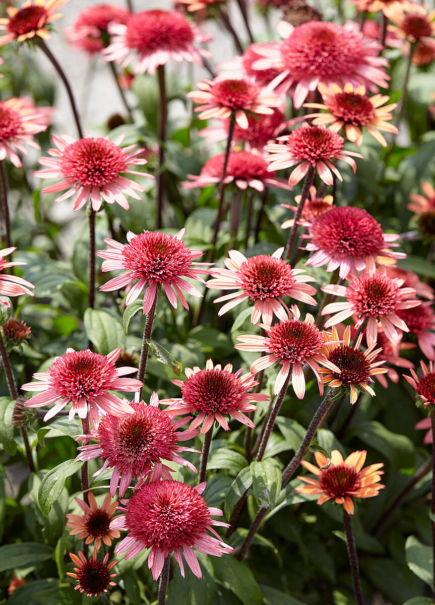 Jeżówka 'Raspberry Truffle' - obrazek 7