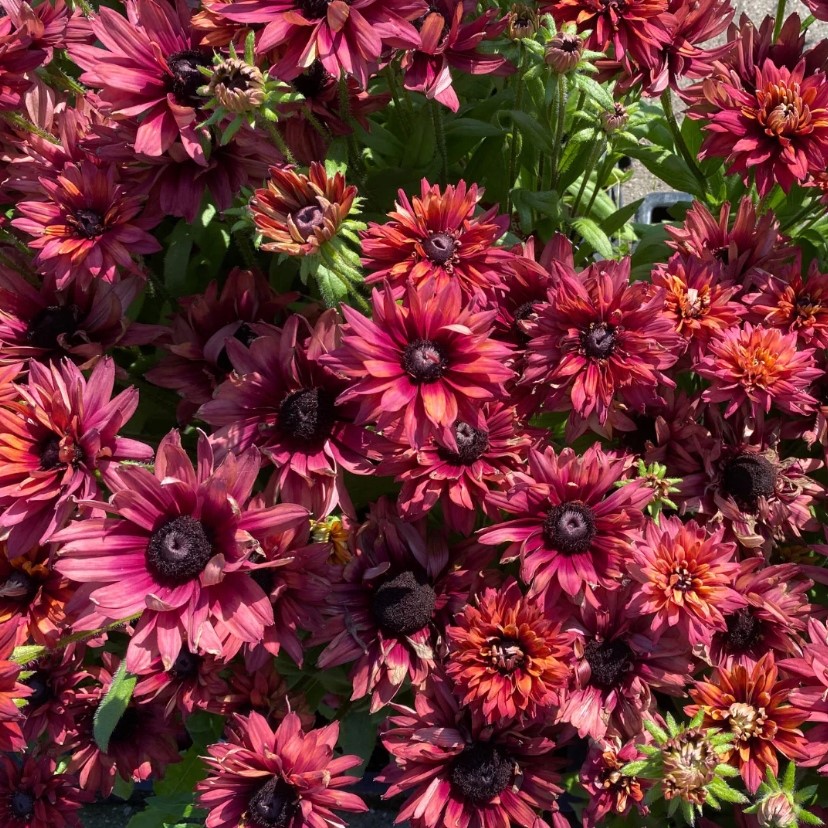 Rudbekia 'Flamenco True Red'