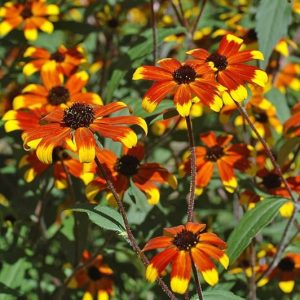 Rudbeckia 'Prairie Glow'