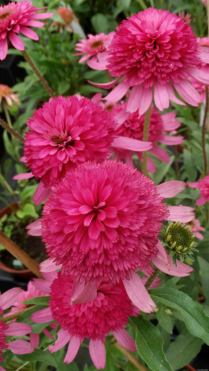 Jeżówka 'Southern Belle' - obrazek 2