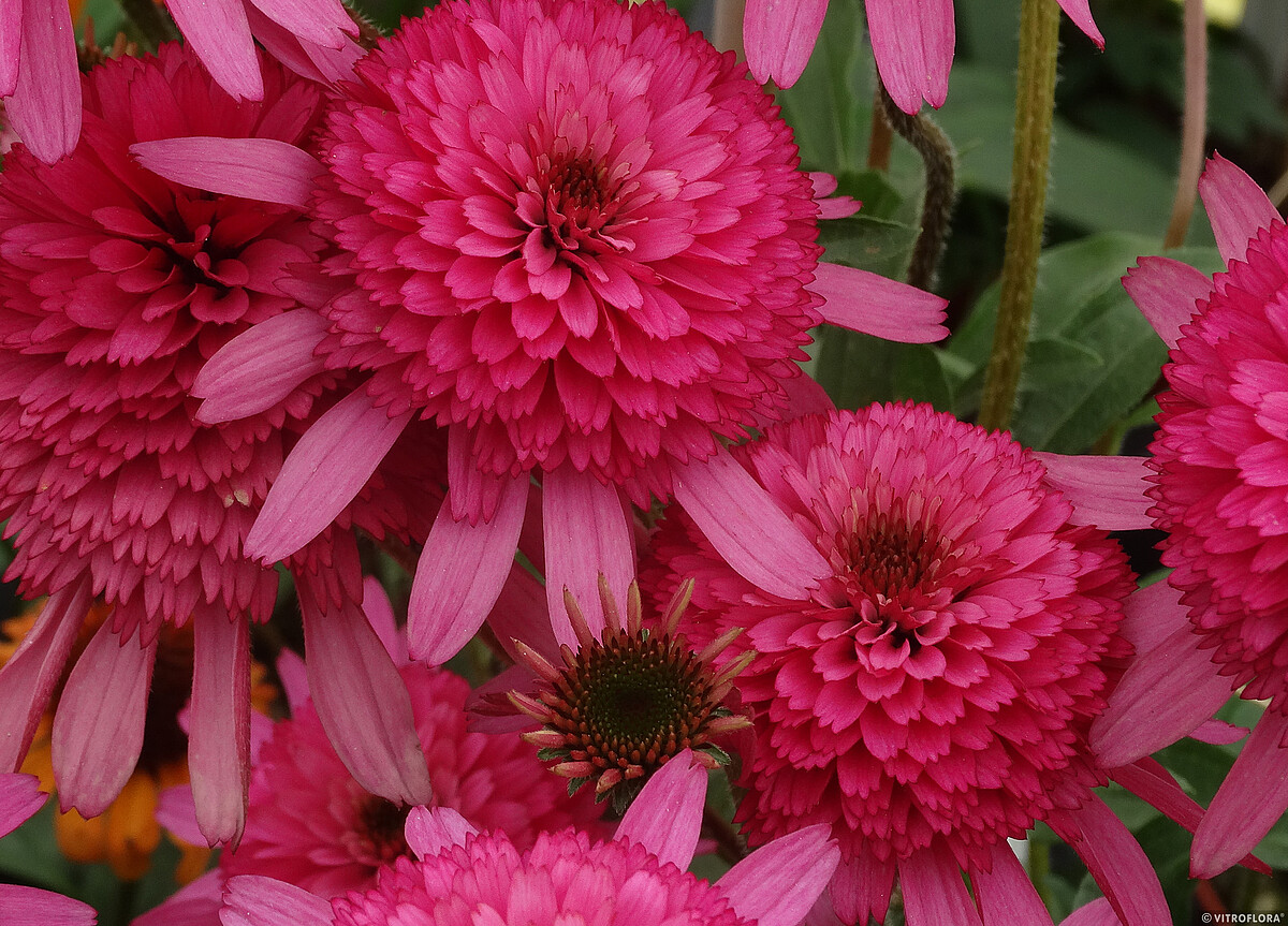 Jeżówka 'Southern Belle' - obrazek 3