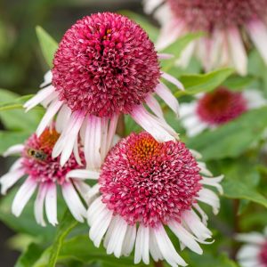 Jeżówka 'Strawberry and Cream'