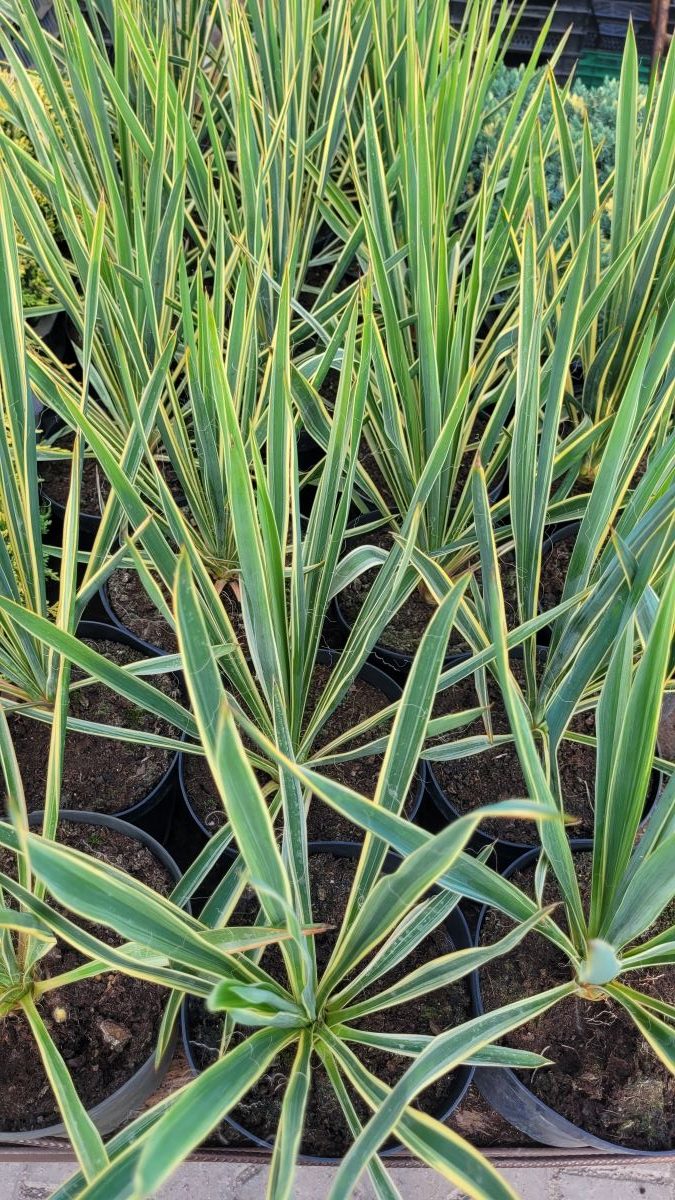 Juka Karolińska 'Bright Edge' - obrazek 2