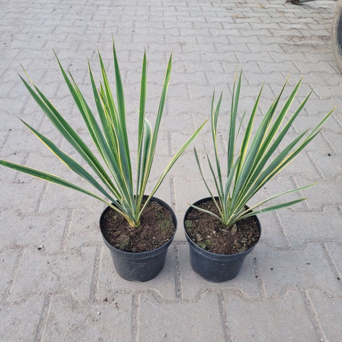 Juka Karolińska 'Bright Edge' - obrazek 5