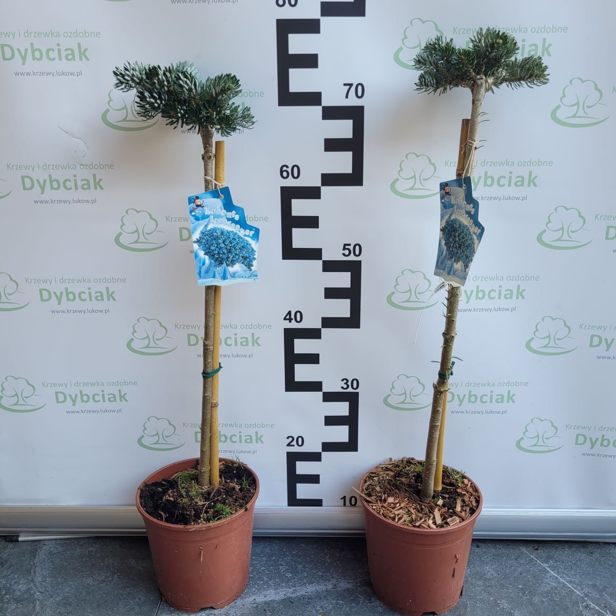 Jodła Koreańska 'Icebreaker' - obrazek 2