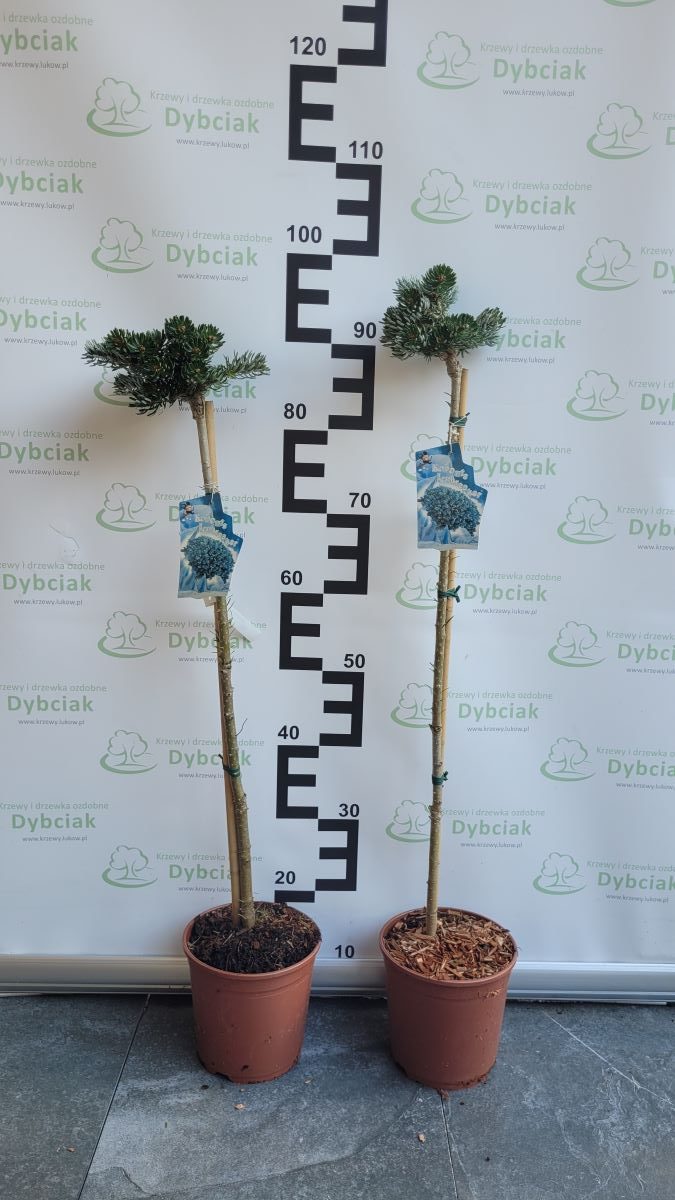 Jodła Koreańska 'Icebreaker' - obrazek 3