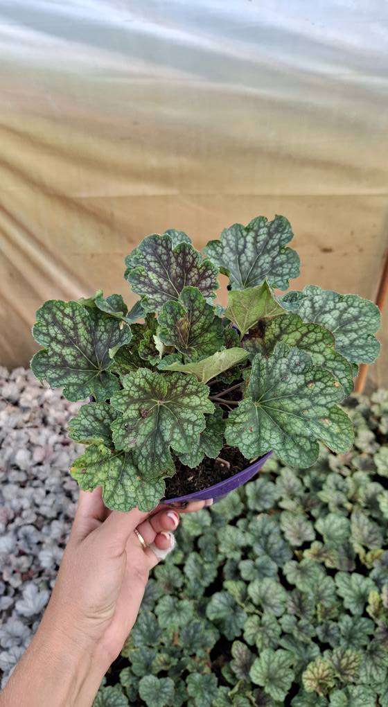 Żurawka 'Beauty Colour' - obrazek 8