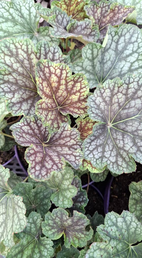 Żurawka 'Beauty Colour' - obrazek 9