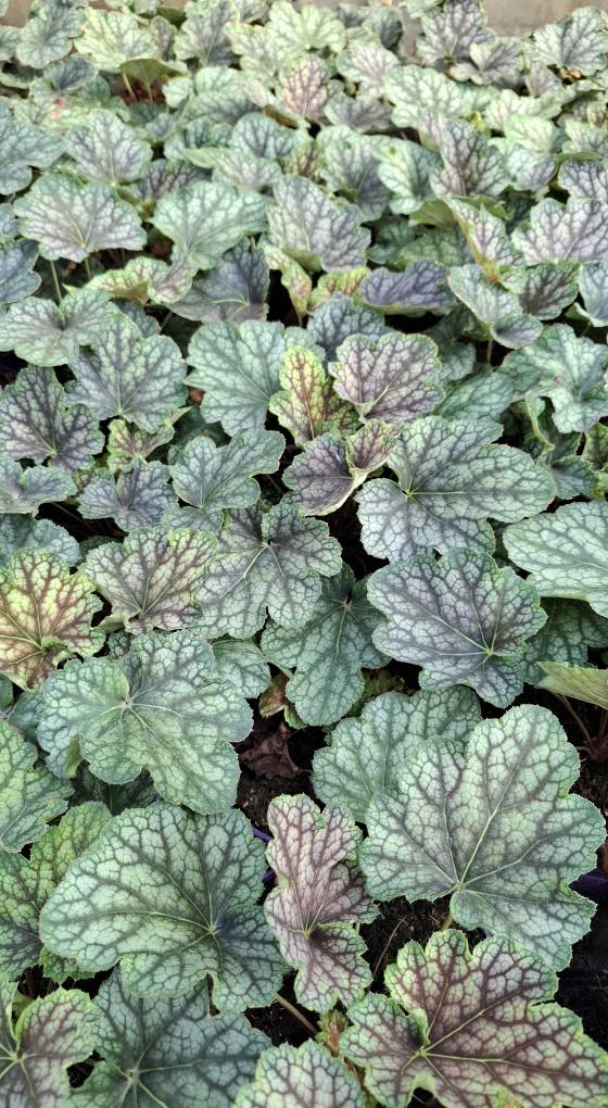 Żurawka 'Beauty Colour' - obrazek 7