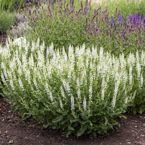 Szałwia omszona 'Alba' (Adrian)