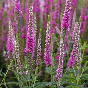 Przetacznik Kłosowy 'Anne'