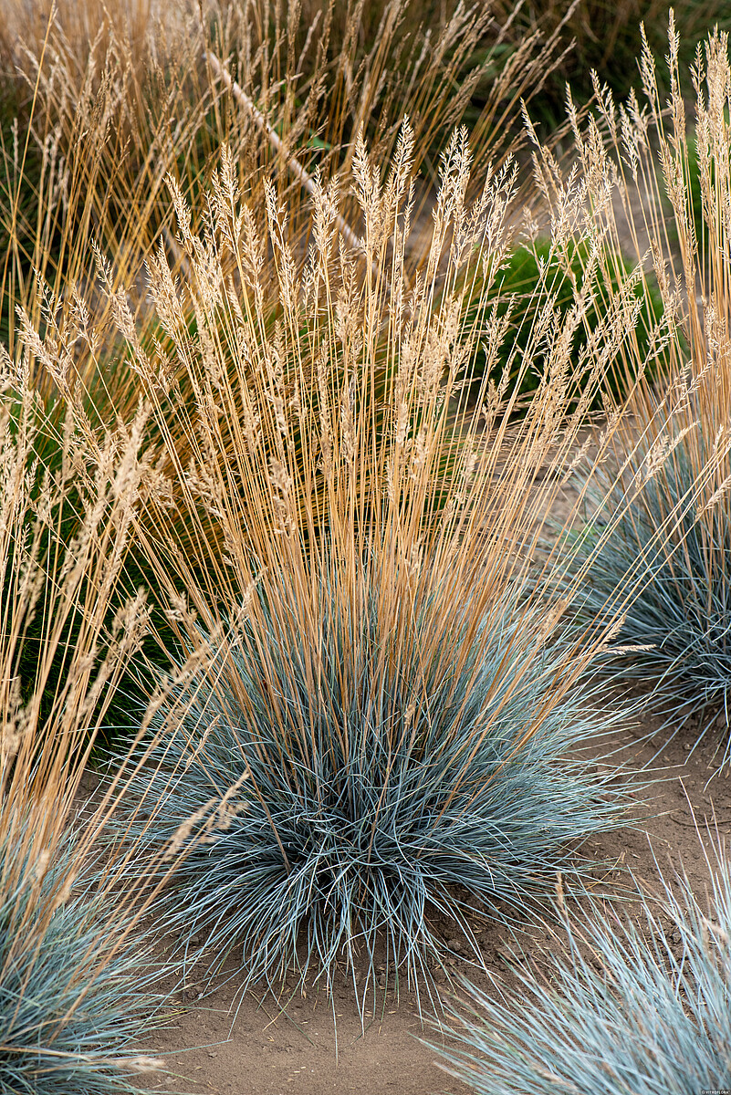 Kostrzewa Sina 'Azurit' - obrazek 5