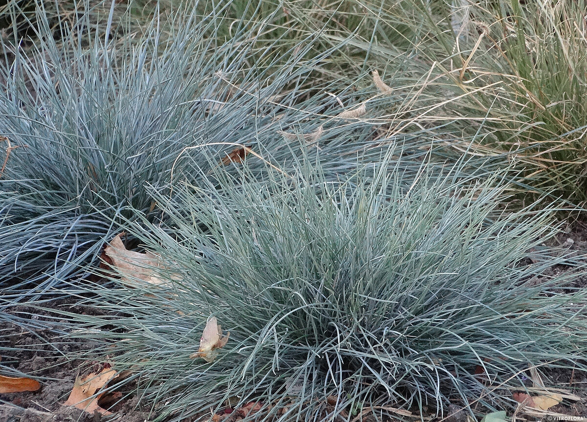 Kostrzewa Sina 'Azurit' - obrazek 2