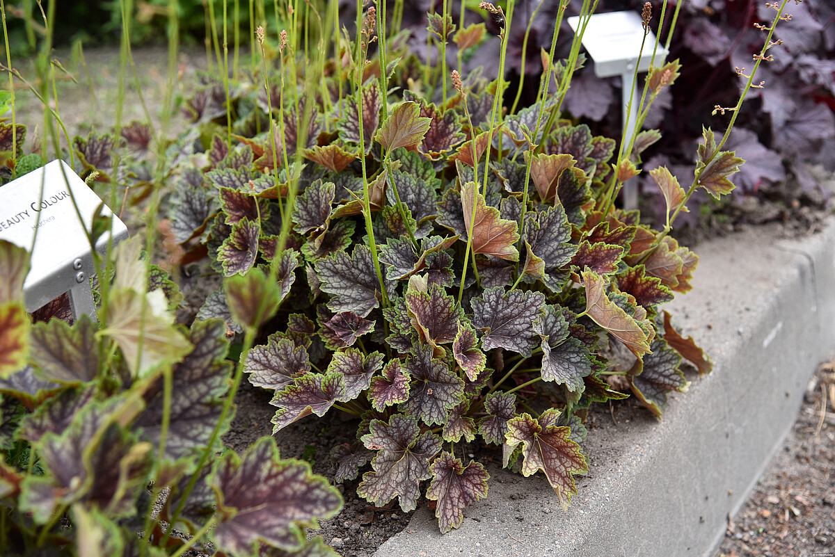 Żurawka 'Beauty Colour' - obrazek 2