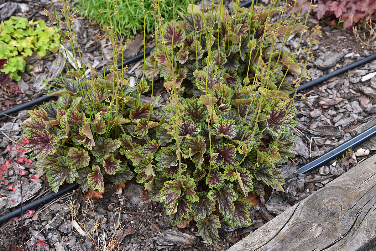 Żurawka 'Beauty Colour' - obrazek 3