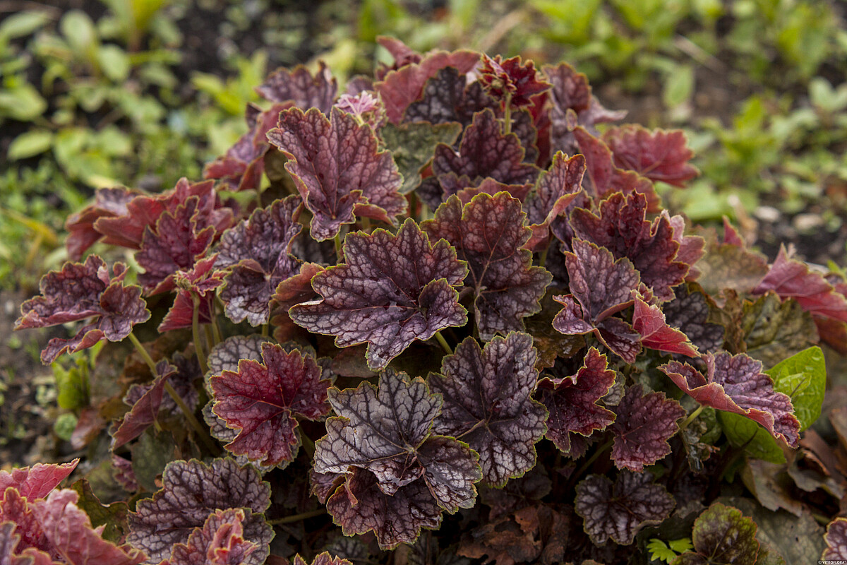 Żurawka 'Beauty Colour' - obrazek 4