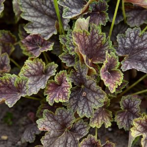 Żurawka 'Beauty Colour'