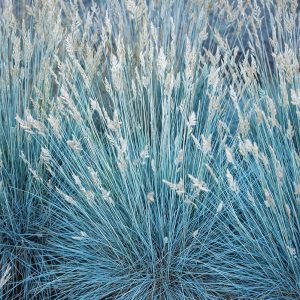 Kostrzewa Sina 'Eisvogel'