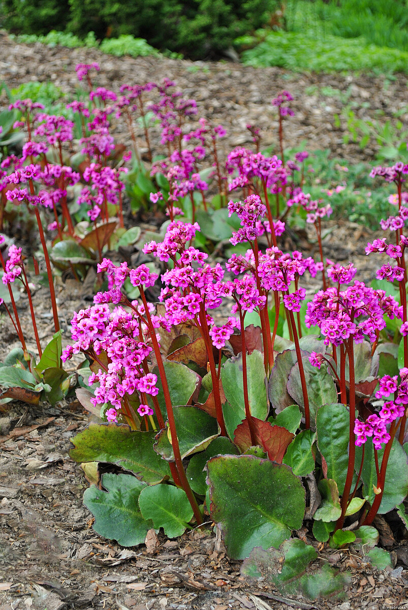 Bergenia 'Eroica' - obrazek 2