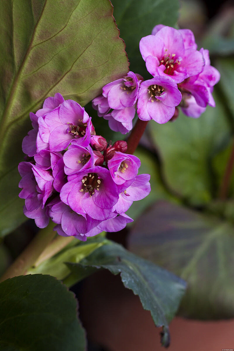 Bergenia 'Eroica' - obrazek 3