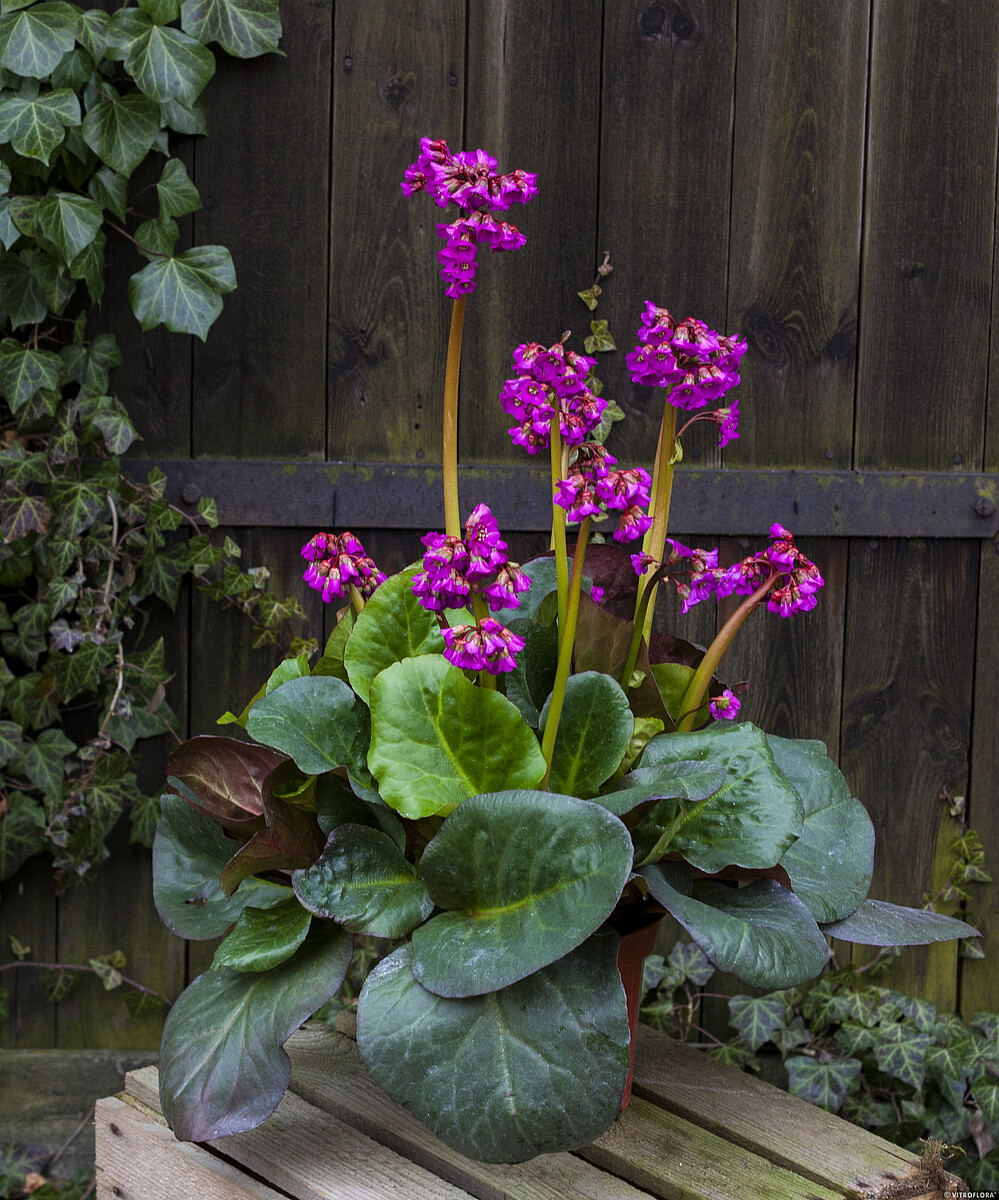 Bergenia 'Eroica' - obrazek 5