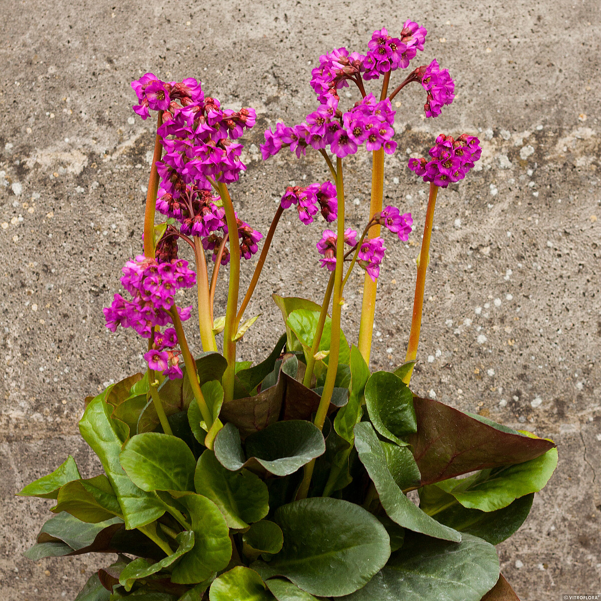 Bergenia 'Eroica' - obrazek 4