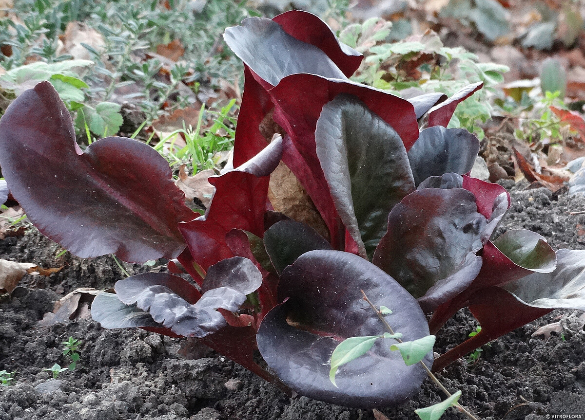 Bergenia 'Eroica' - obrazek 6