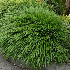 Hakonechloa smukła 'Green Hills'
