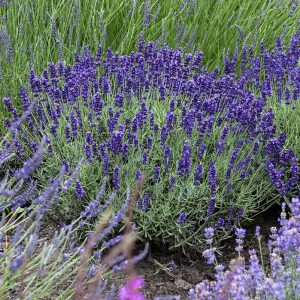 Lawenda Wąskolistna 'Hidcote Blue'