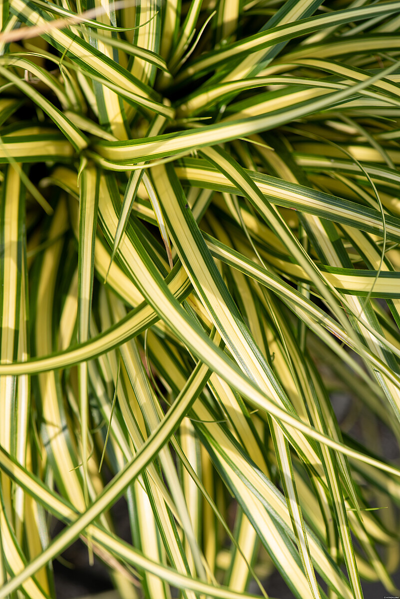 Turzyca Oszimska 'Maxigold' - obrazek 4