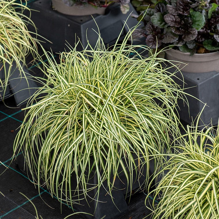 Turzyca Oszimska 'Maxigold' - obrazek 5