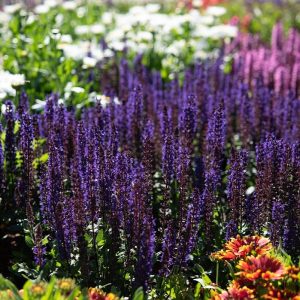 Szałwia Omszona 'Midnight Purple'