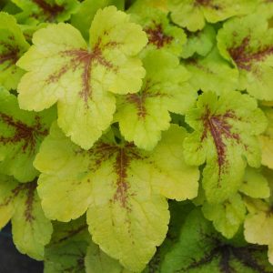 Żuraweczka 'Mojito'