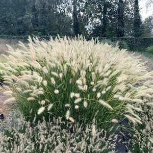 Rozplenica Japońska 'Neon Lights' (Pennisetum alopecuroides 'Neon Lights')