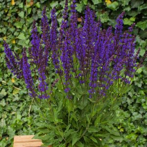 Szałwia Omszona 'Night Field'