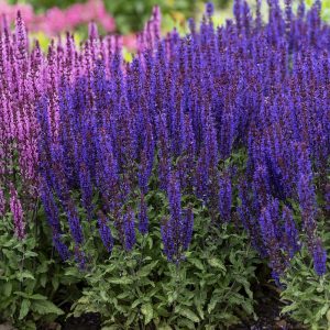 Szałwia Omszona 'Noche'