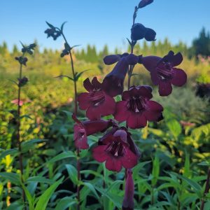 Penstemon 'Rich Ruby’