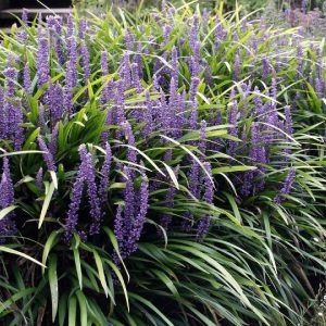 Liriope szafirkowata 'Ingwersen'