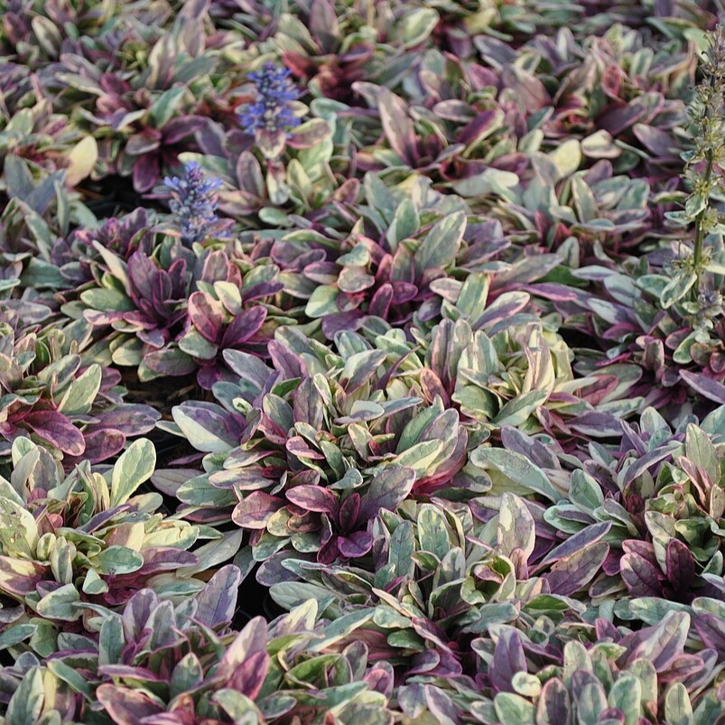 Dąbrówka Tenora 'Princess Nadia'