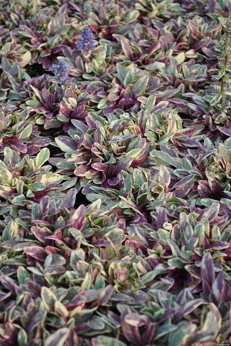 Dąbrówka Tenora 'Princess Nadia' - obrazek 2