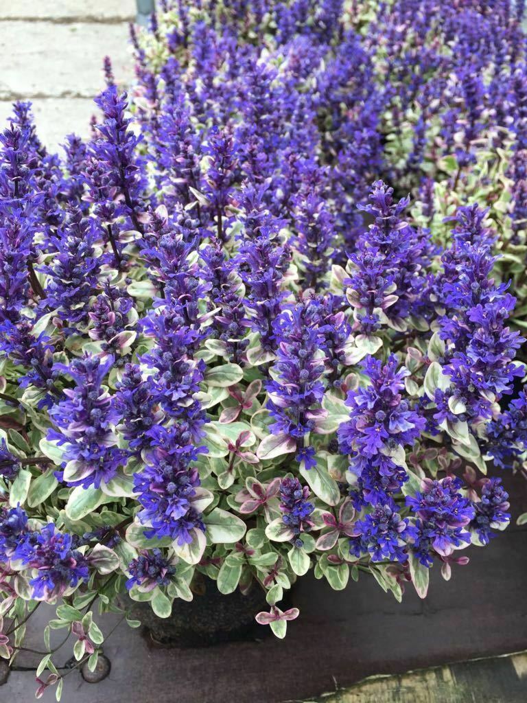 Dąbrówka Tenora 'Princess Nadia' - obrazek 3