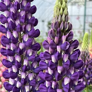 Łubin 'Purple/White'