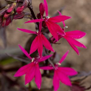 Lobelia Okazała 'Russian Princess'
