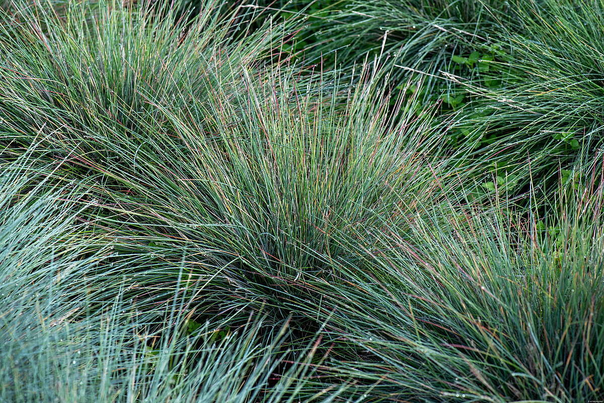 Kostrzewa Sina 'Uchte' - obrazek 5