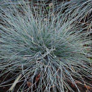 Kostrzewa Sina 'Uchte'