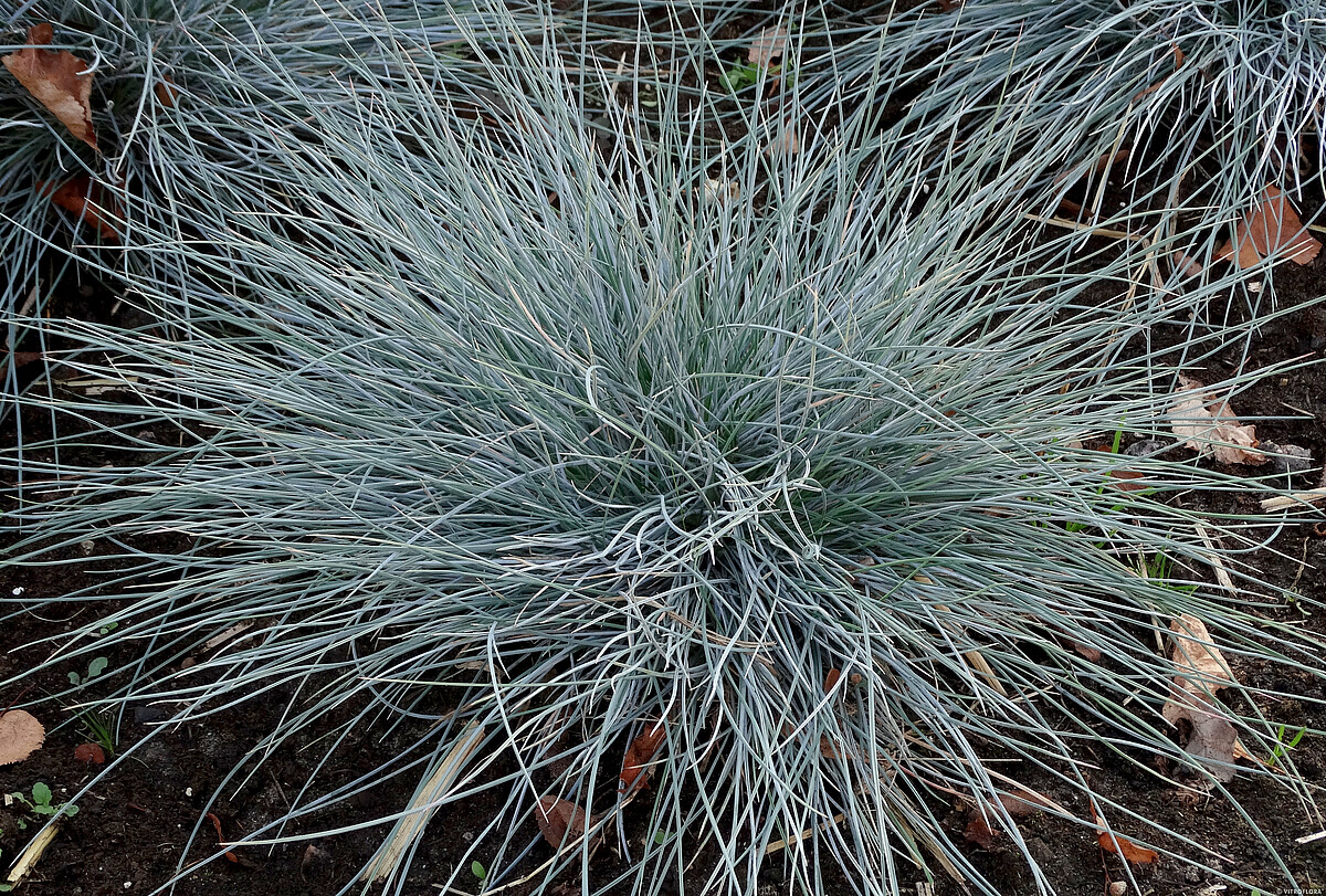 Kostrzewa Sina 'Uchte' - obrazek 3