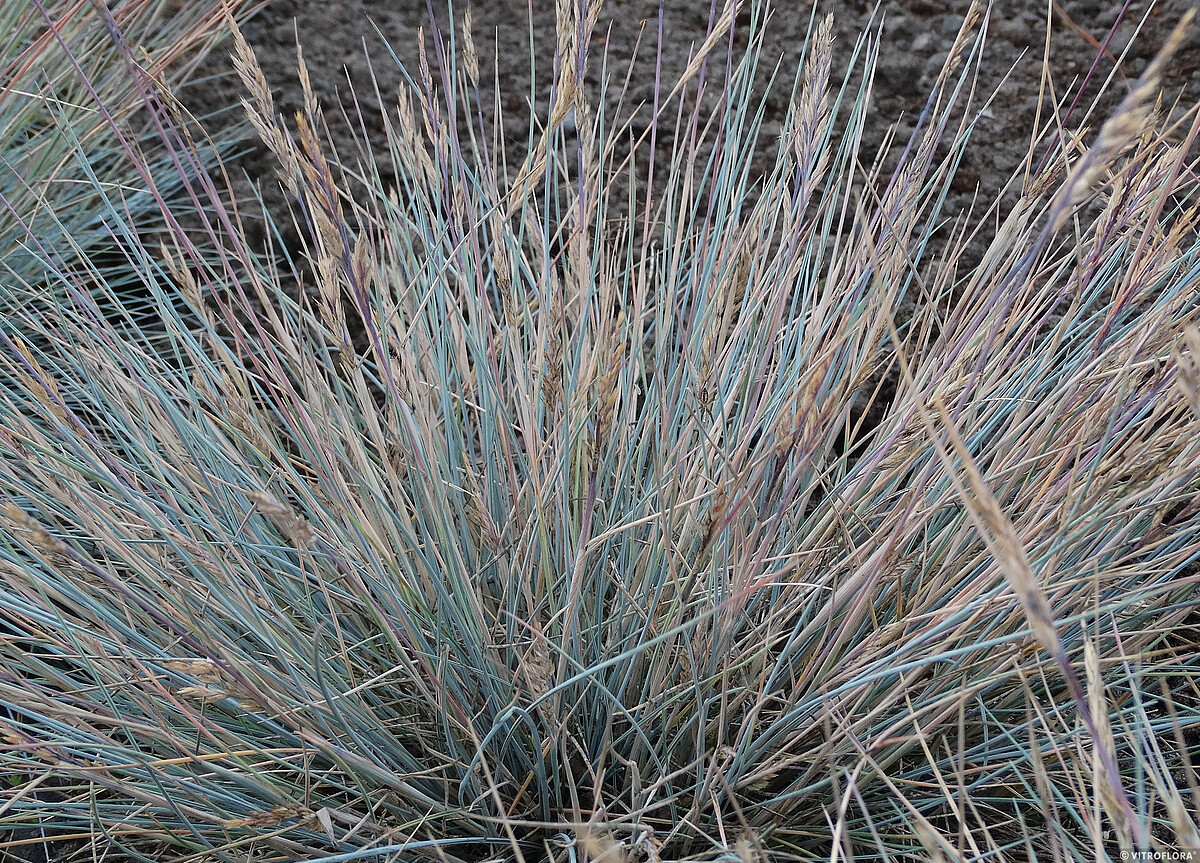 Kostrzewa Sina 'Uchte' - obrazek 2