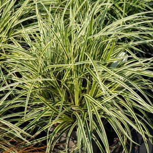 Turzyca Morrowa 'Vanilla Ice'