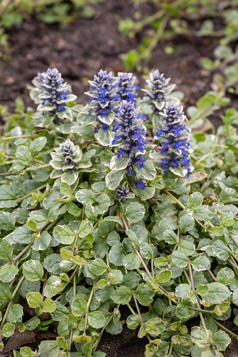 Dąbrówka Rozłogowa 'Variegata' - obrazek 2